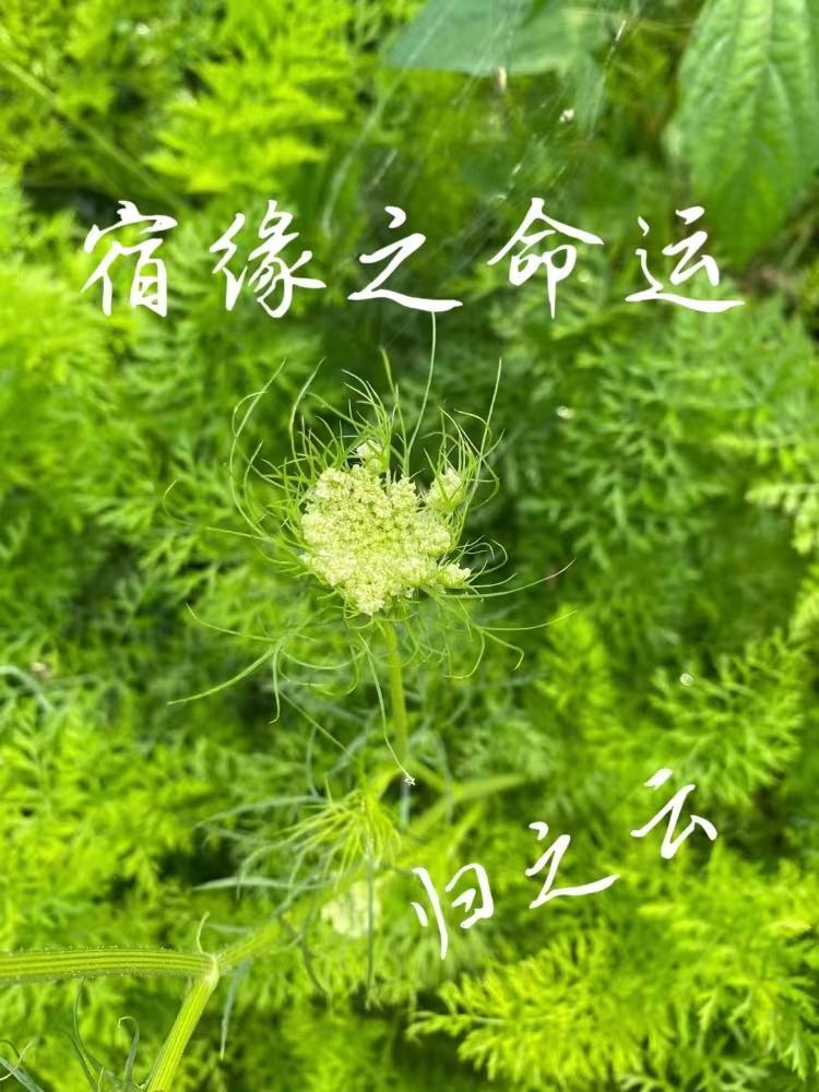 琥珀の心